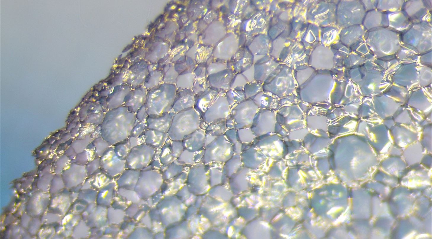 light optical microscope image of a porous foam